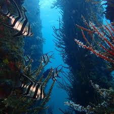 THE 5 BEST Margaret River Region Scuba Diving & Snorkeling (2025)