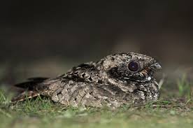 Backyard Birds Of New Jersey Field Guide Common Poorwill Great Backyard Bird Count Bird Gbbc