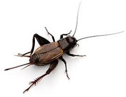 For existing infestations, it is important to locate and eliminate all. Sacramento Cricket Extermination And Pest Control In The Metro Area