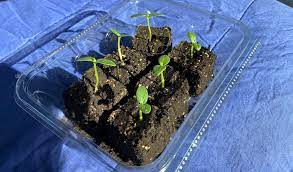 Potting mix, however, offers the right nutrient mix and offers great water retention. I Tested The Top 4 Seed Starting Mix Products This One Is Best