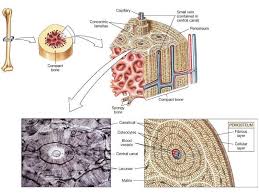 2.bone modelyou will take a picture of your bone model and attach it to. Lacuna Anatomy Anatomy Drawing Diagram