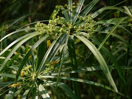 Image result for Cyperus sp.no.9