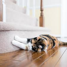 Das ist das neue ebay. How To Stop Destructive Scratching In Cats