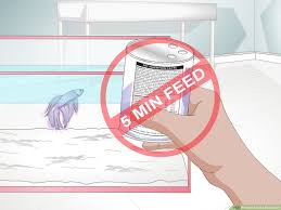 These foods will contain the levels of protein that suit their needs. How To Feed A Betta Fish 11 Steps With Pictures Wikihow