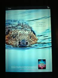 A Clean Beaver Always Finds More Wood Playtex Ad Oh My Goodness Clean Beaver Cleaning Beaver