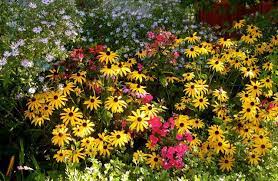 Pin On Plant Combos 2