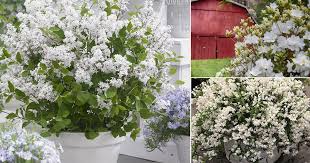 It is pest free and looks breathtaking when planted in masses. 25 Bushes With White Flowers White Flowering Shrubs