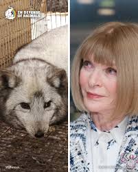 Vogue is finally going fur-free, and that is life-changing news for foxes  and other animals who have been caged, tormented, and killed for fashion.  For years, caring people have exposed the cruelty