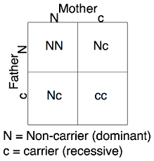 An example of a punnett square for pea plants is shown in figure below. How Are Punnett Squares Used In Genetics Quora