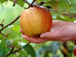 Check spelling or type a new query. La Storia Del Meleto Dimenticato Mela Val Venosta