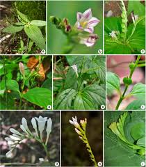 Image result for Loganiaceae