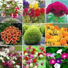Potted flowering plants from prestige flowers, something more than your usual flower delivery. Summer Flowers Combo Seeds