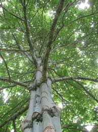 Image result for Hildegardia