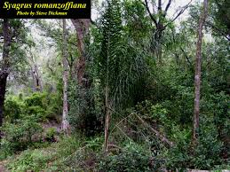 Image result for Syagrus romanzoffiana