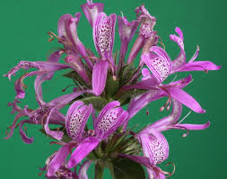 Image result for Hypoestes aristata