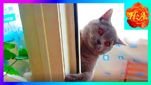 kak kot sherlok uchitsya razgovarivat smeshnye zhivotnye smeshnye zhivotnye zhivotnye kot