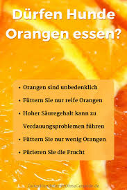 Durfen Hunde Orangen Essen Auf Diese 5 Tipps Sollten Sie Achten Wenn Ihr Hunde Orangen Isst Hunde Ernahrung Kochen Fur Hunde Hundefutter Selber Kochen