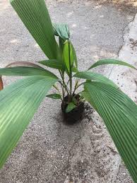 Image result for Molineria