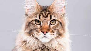 Coming from the maine state in new england, maine coons are popular for their skill in catching rodents. Maine Coon Price Personality Lifespan