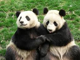 16 Pictures Of Animals Holding Hands Panda Bear Cute Animals Zoo Animals