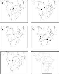 Image result for Crinum rautanenianum