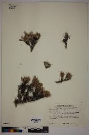 Image result for Blepharis burundiensis