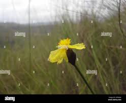 Image result for Xyris capensis