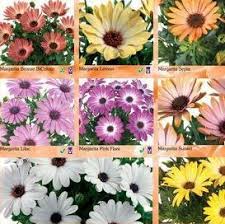 Image result for Osteospermum muricatum