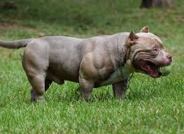 English bulldogs are unique, even amongst bulldogs. Everything You Need To Know About The Fastest Growing Dog Breed The American Bully By Bully King Magazine Bully King Magazine Medium