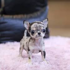 The most common tiny teacup puppy material is cotton. Micro Teacup Puppies Available For Sale Los Angeles Animal Pet