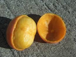 Image result for Garcinia livingstonei