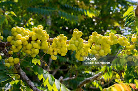 Image result for Phyllanthus acidus