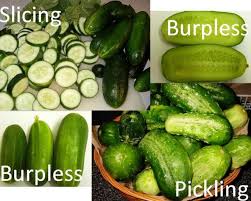 Image result for Cucumis quintanilhae