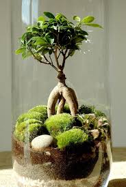 Comment Faire Un Terrarium Humide En 8 Etapes Comment Faire Un Terrarium Faire Un Terrarium Et Jardin Bocal