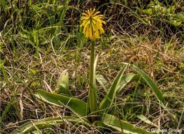 Image result for Kniphofia grantii