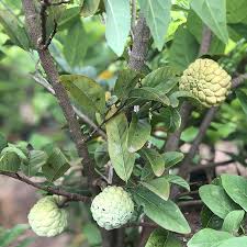 Image result for Annona squamosa