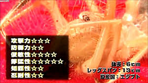 Asian giant hornet vs brazilian wandering spider. Gold Scorpion Vs Asian Giant Hornet Vespa Mandarinia Video Dailymotion