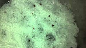 Killing Fleas With Salt Youtube