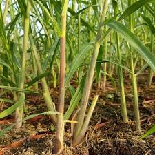 Neugierige Nachbarn Idealer Sichtschutz Mit Riesenchinaschilf Https Www Lichtnelke De Riesen Chinaschilf Miscanthus Giganteu Chinaschilf Gartnerei Schilf