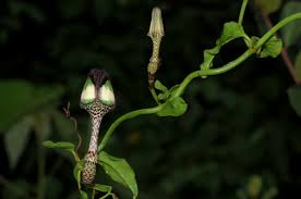 Image result for Ceropegia nilotica