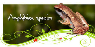 Amphibian Species List Red Data Book List Wildlife In Singapore Biodiversity National Parks Board Nparks