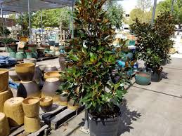 Magnolie Im Kubel So Pflegen Sie Sie Als Topfpflanze