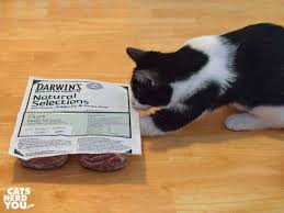However, i will always try to offer my readers great product selections. The Making Of A Raw Fed Kitten With Darwin S Natural Pet Food Cats Herd You