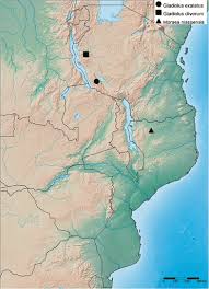 Image result for Gladiolus microspicatus