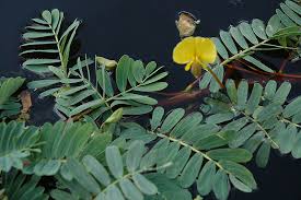 Image result for Aeschynomene