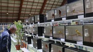 Maybe you would like to learn more about one of these? Gravelines Samedi Et Dimanche Sportica Accueille La 29eedition Du Salon Des Oiseaux