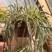 Image result for Rhipsalis