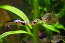 1/2lb captain munch professional show guppy and endler food $ 35.00. Guppy Endler Poecilia Wingei Freshwater Aquarium Fish Males In Spawning Coloration And Female Courtship Biotope Aquarium Stock Photo Image Of Clear Animal 138361750