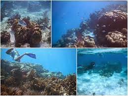 Where To Snorkel In San Pedro Belize An In Depth Guide San Pedro Belize Belize Best Snorkeling