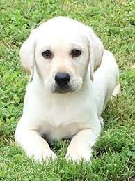 Seven!!their names are based on a theme of. Litter Of 5 Labrador Retriever Puppies For Sale In Conway Sc Adn 29252 On Puppyfinder Com Gender Male Age Labrador Retriever White Labrador Puppy Labrador